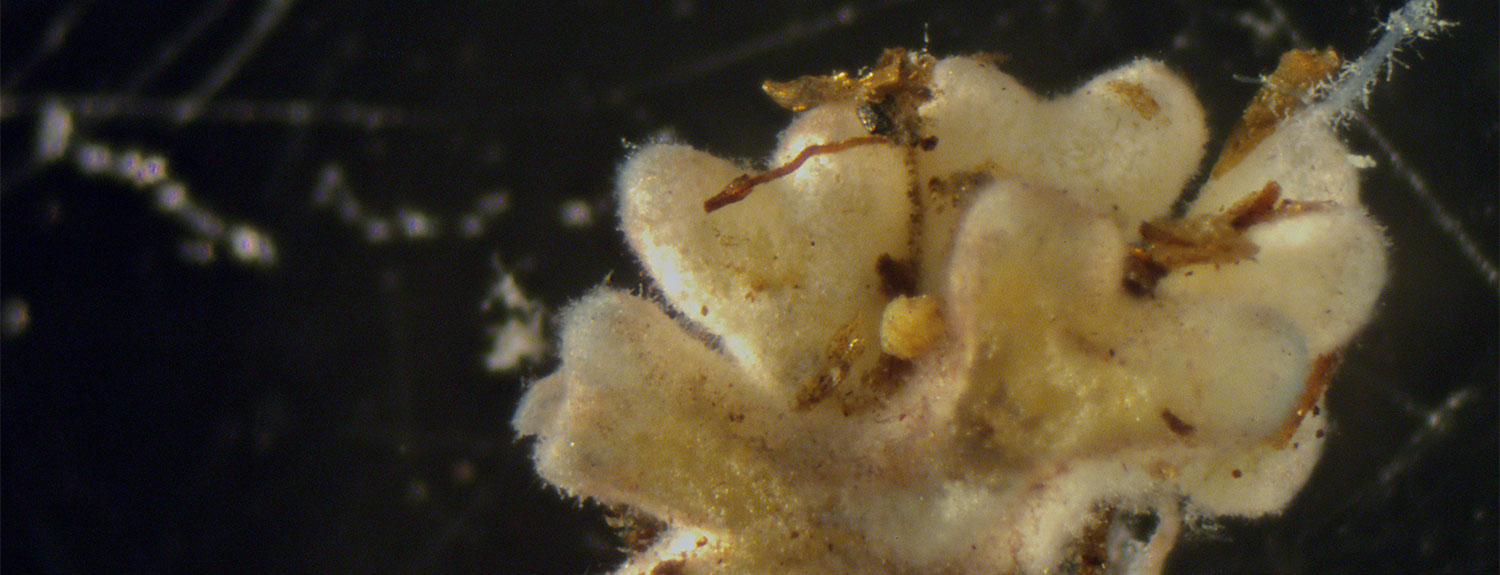 Close up of fungi specimen