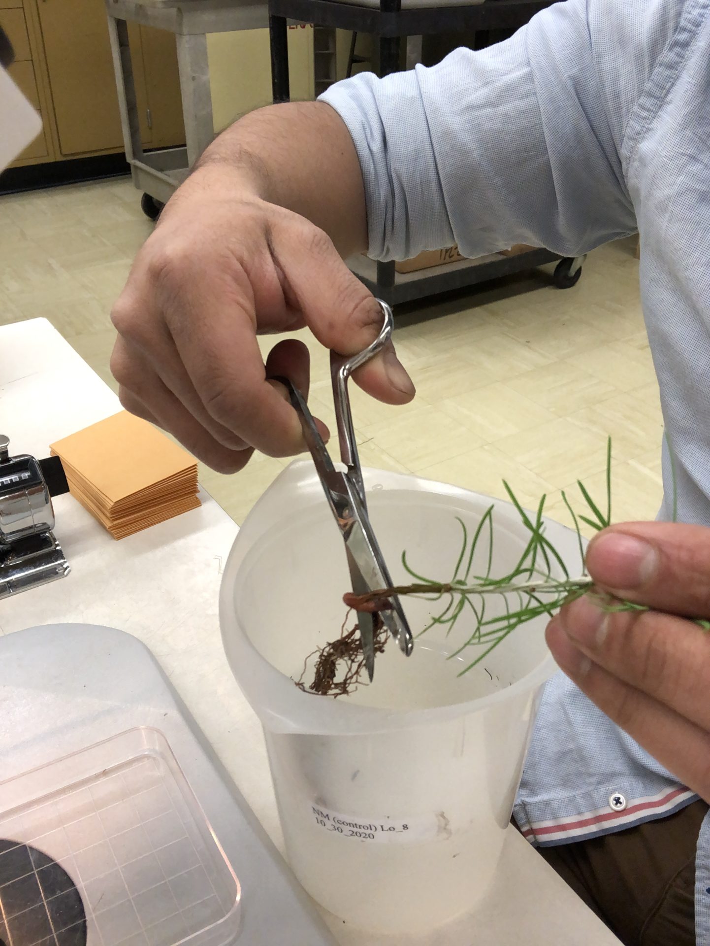 Hand using scissors to trim plant