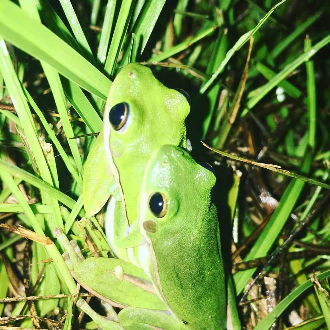 Two frogs in the grass