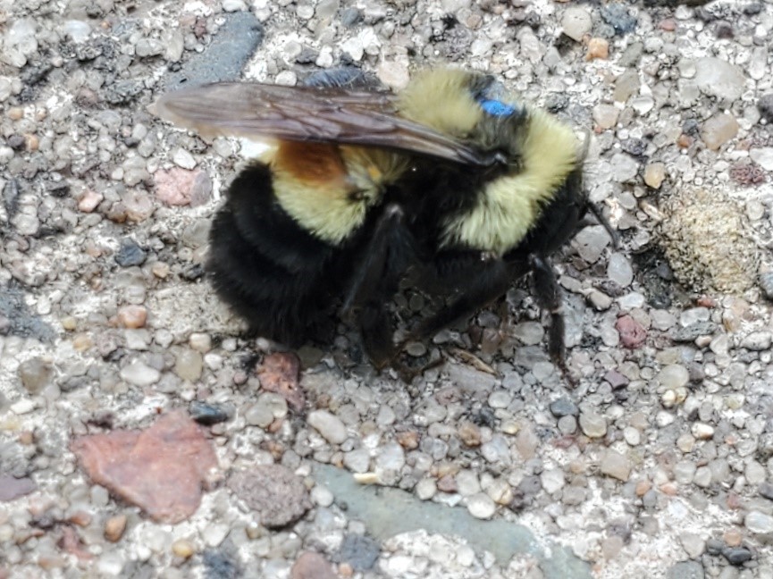 Rusty patched bumble bee