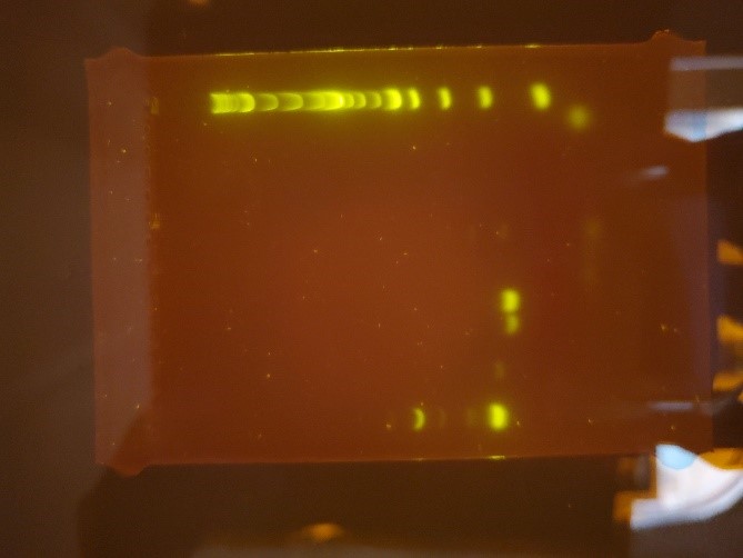 Scan of DNA Sample