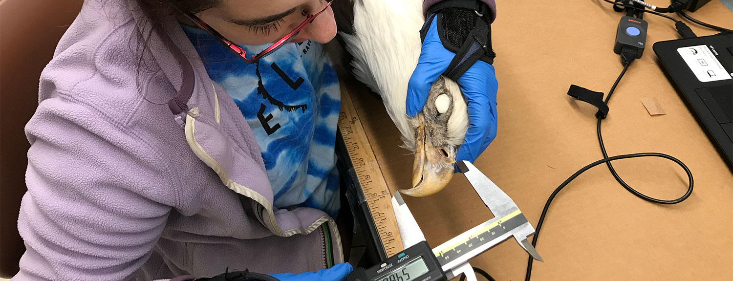 Person measuring bird specimen