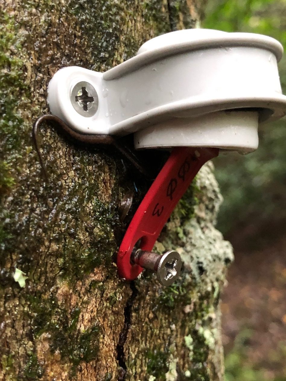 Sensor attached to a tree
