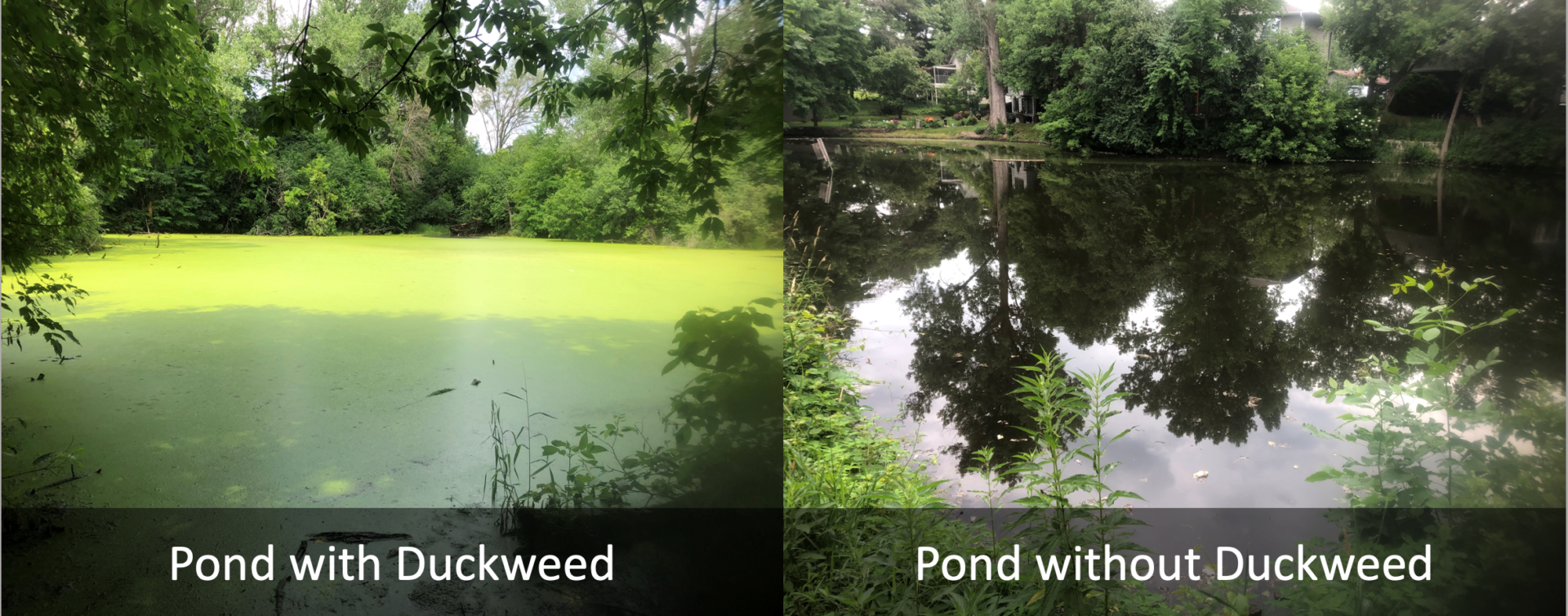 A lake with duckweed vs a lake without duckweed
