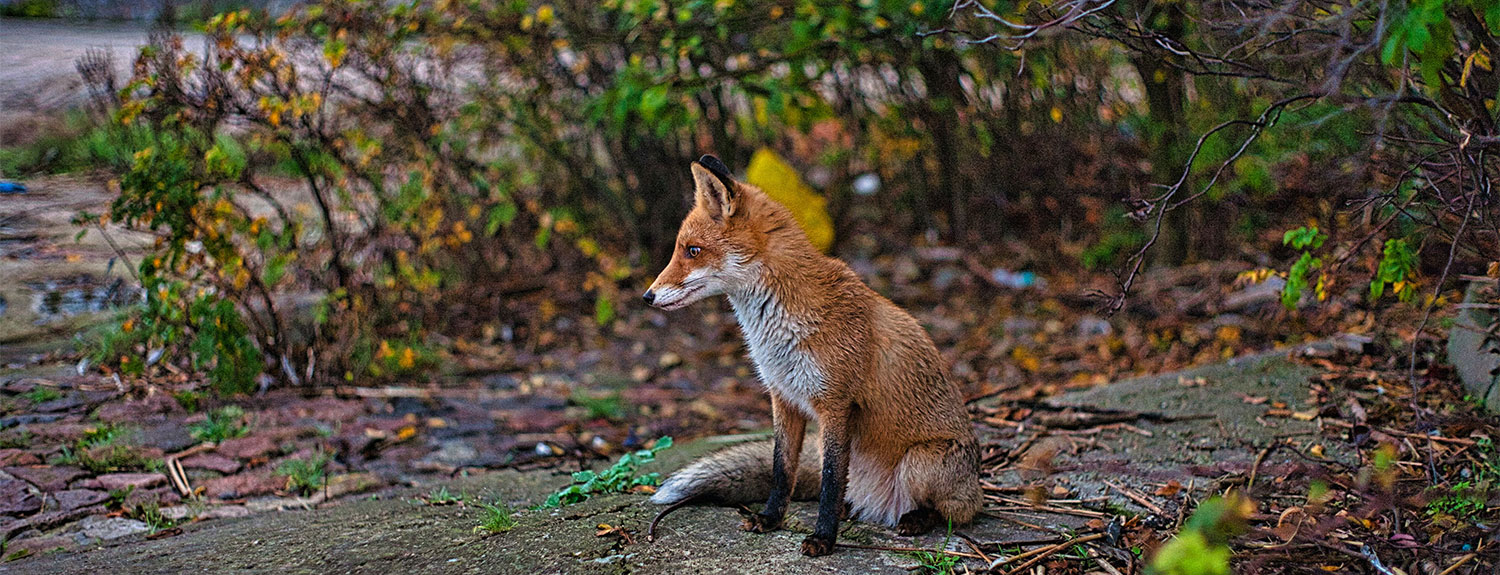 Fox sitting in the middle of the forest