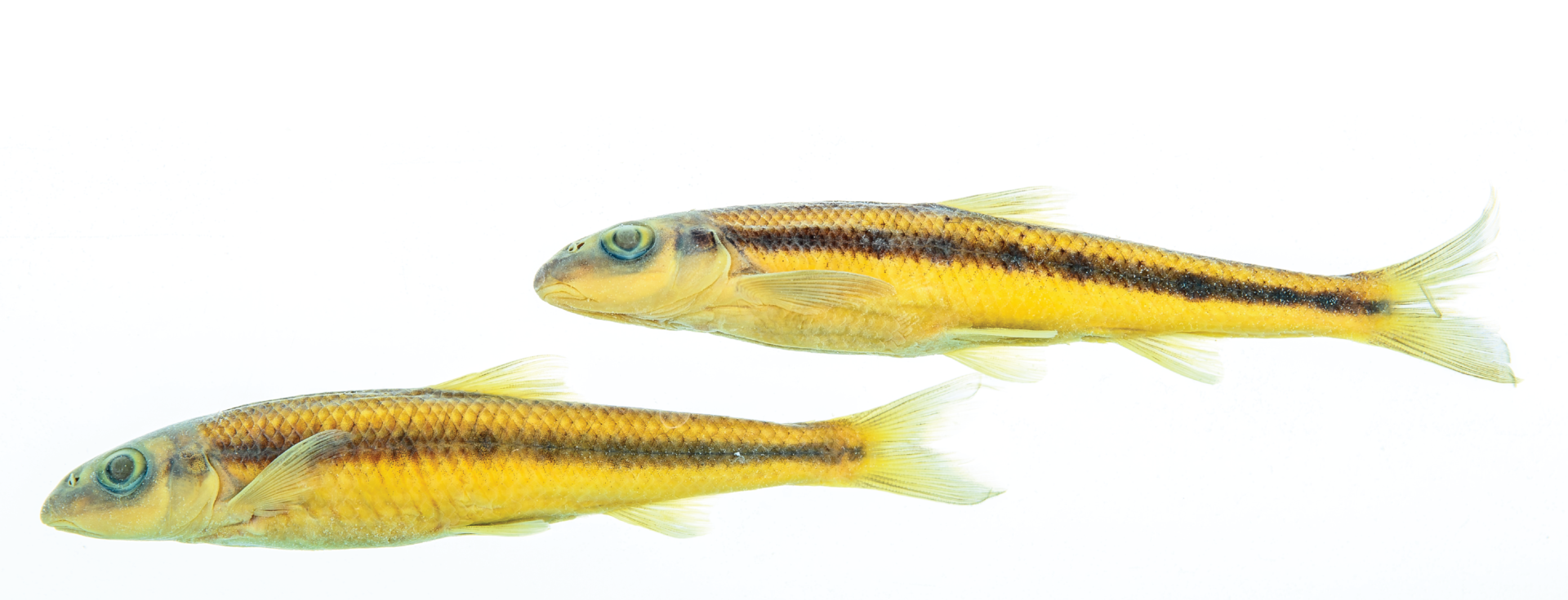 two small gold/yellow fish