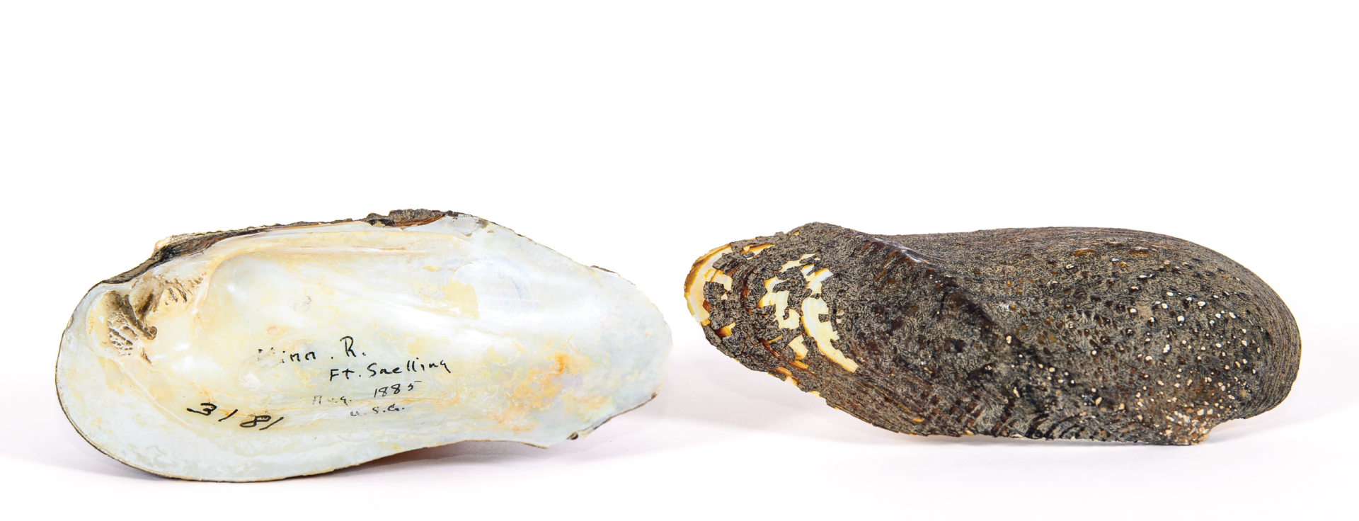 The front and back of a mollusk with a small inscription