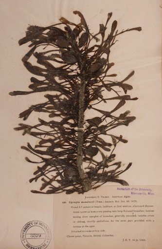 An old and weathered specimen that Tilden collected