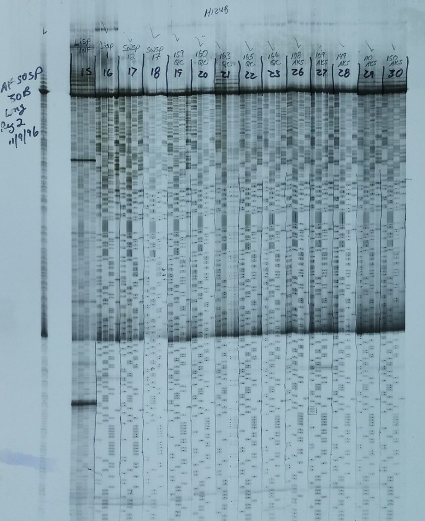 A black and white gel image from Zink's research in the mid 1990s shows how painstaking this work was in the early days of DNA research. You can see that each nucleotide was labeled with handwritten notes.