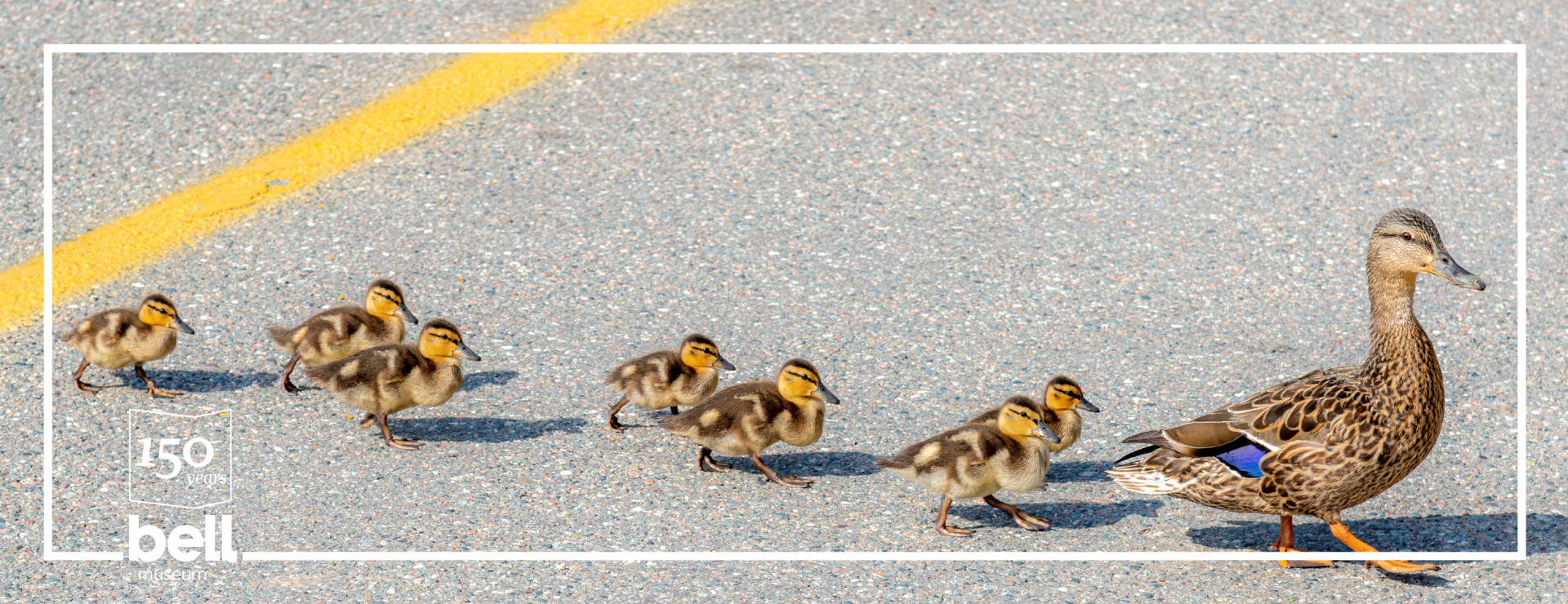 A duck and ducklings crossing the street