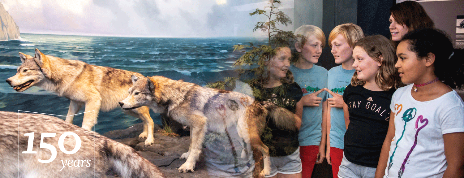 A group of kids looks at wolves inside a diorama at the Bell Museum with text: 150 years