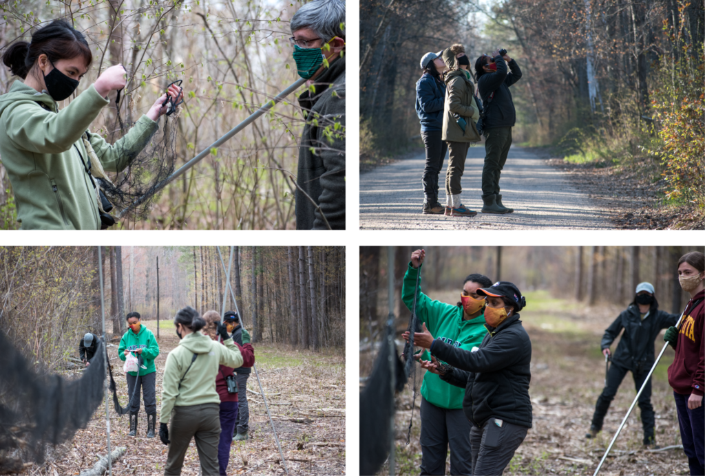A grouping of four images of students putting up mist nets to catch birds