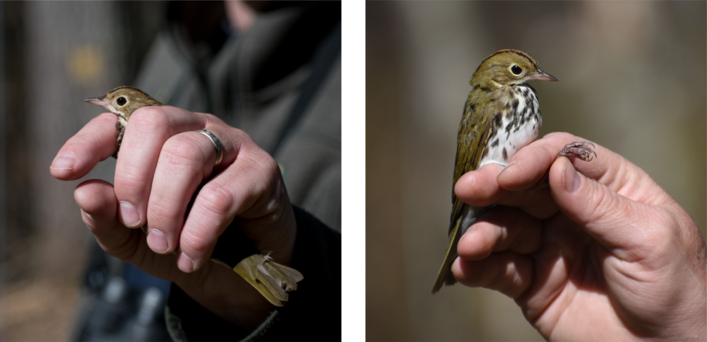 Two side by side images of a hand holding a bird