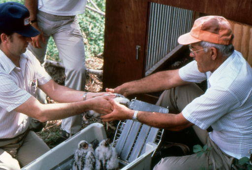 Pat Redig and Bud Tordoff placing captive-bred peregrine chicks into a hack box, 1980s.
