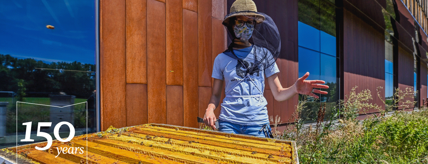 Person wearing hat and net checking on bee hive box