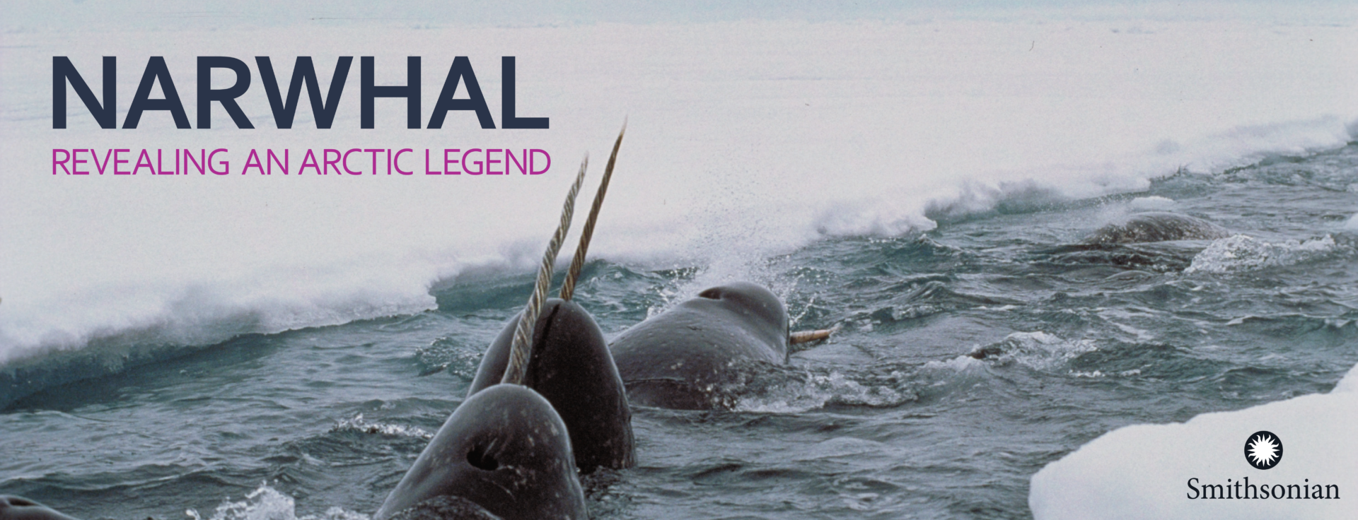 A narwhal under ice with a logo that says, "Narwal: Revealing an Arctic Legend"