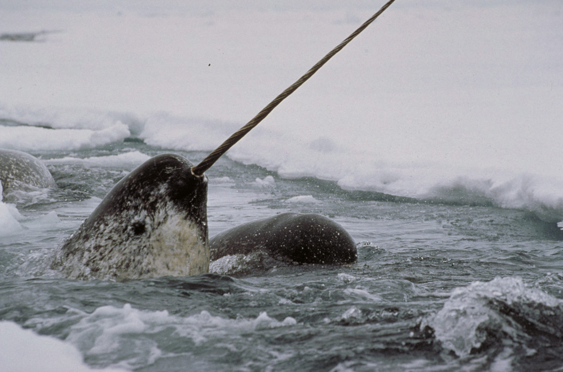 Narwhals in the water