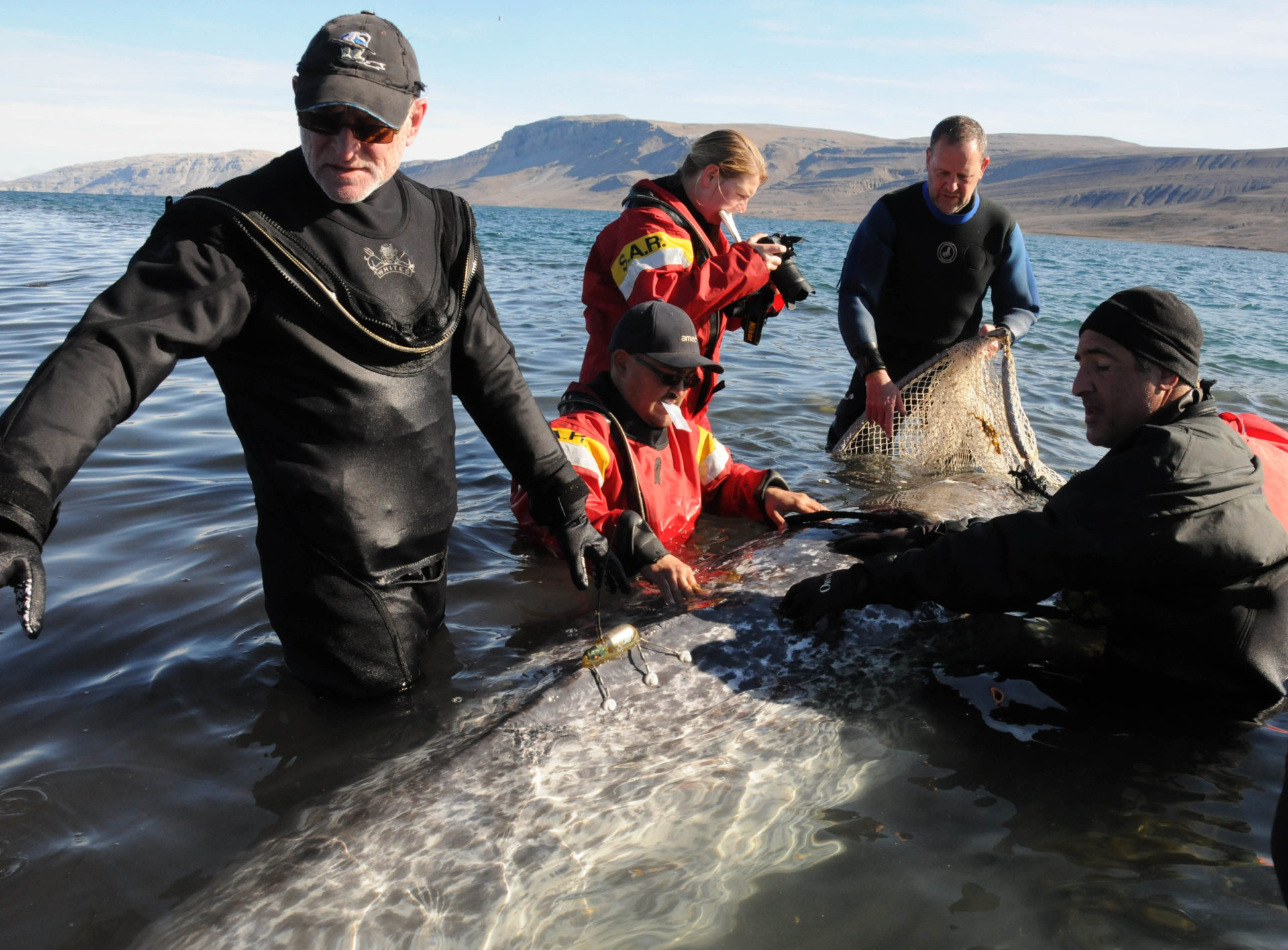 Researchers putting tracker on a narwhal