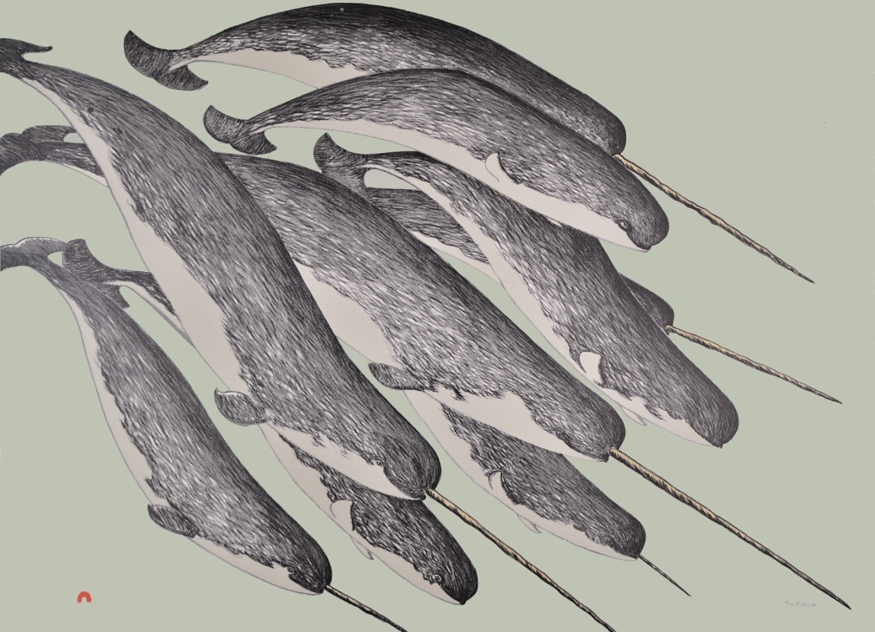 Illustration of Narwhals