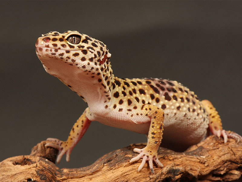 Close up of leopard gecko
