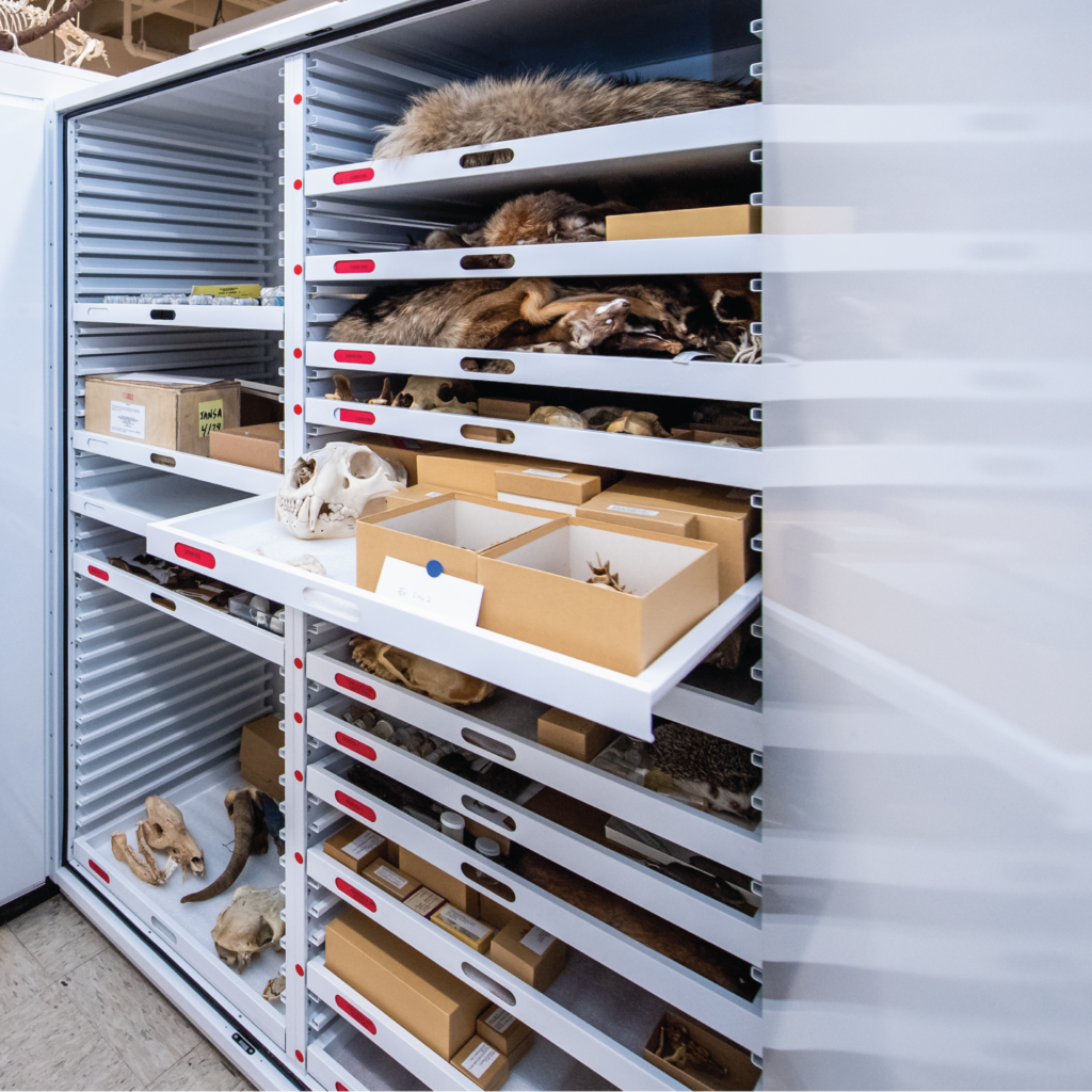 The Bell's cabinets, full of skulls