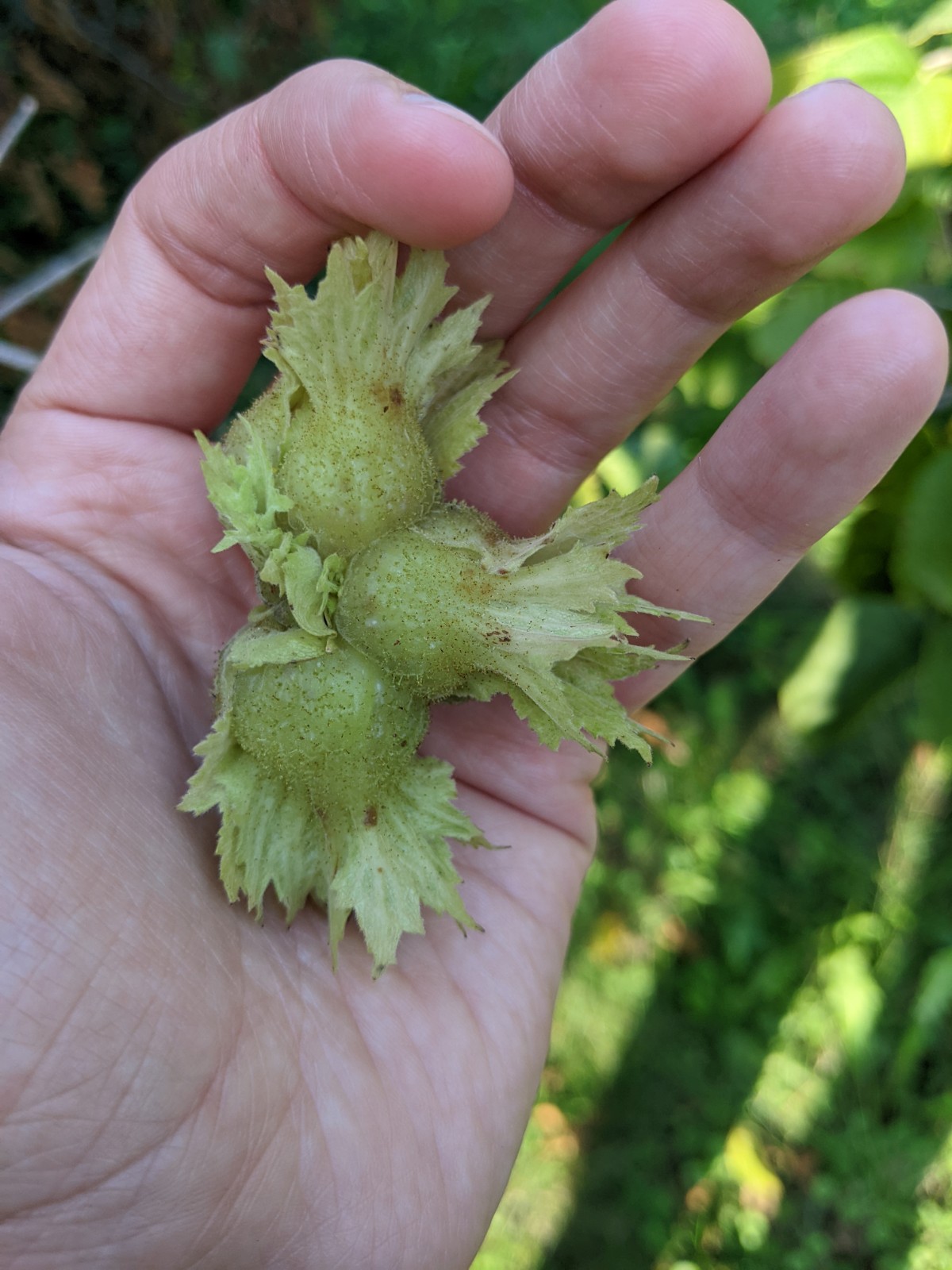 A hand holding a cluster of hazelnuts.