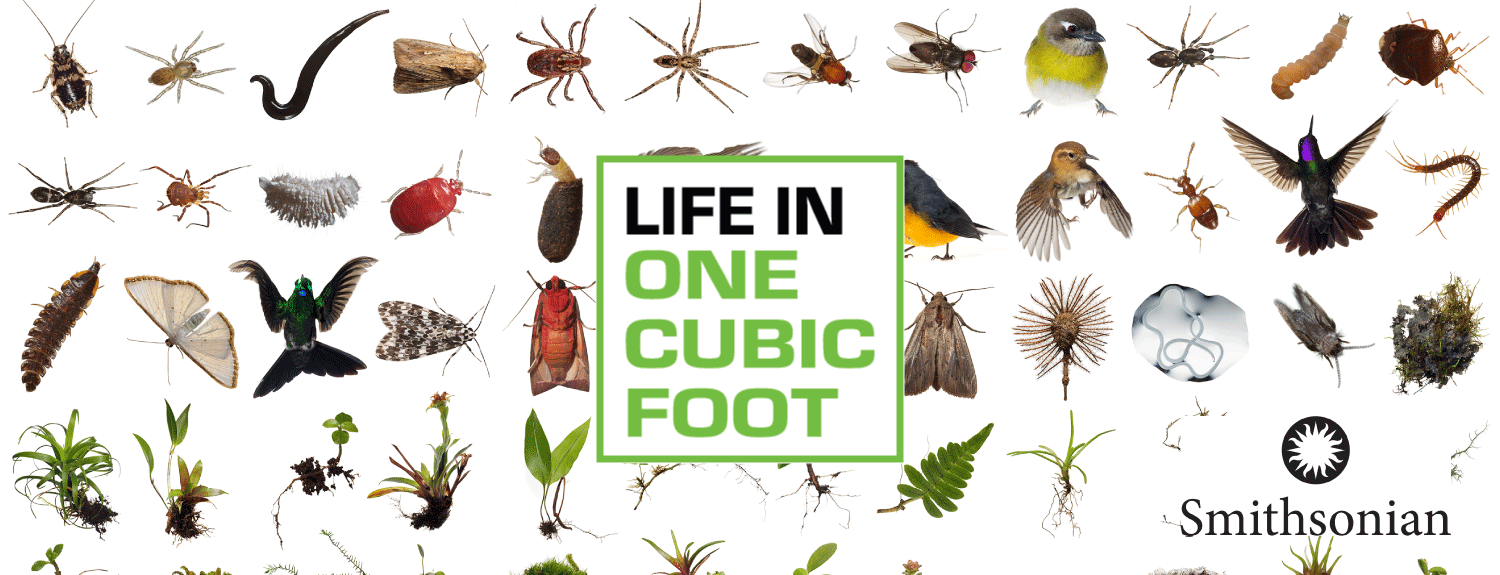 A collage of various insects, plants and birds with the text: Life in One Cubic Foot with the Smithsonian logo.