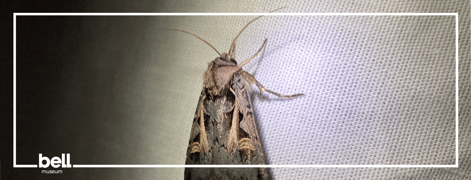 A moth
