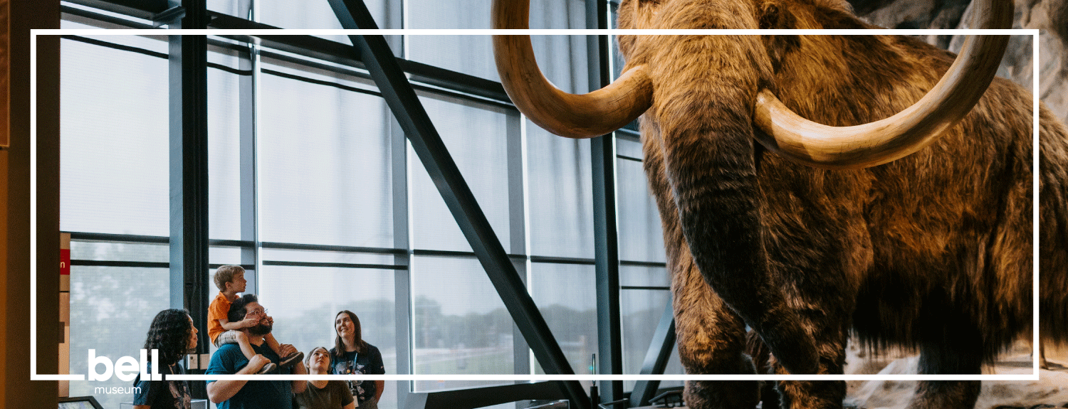4 adults with one child looking up at woolly mammoth.