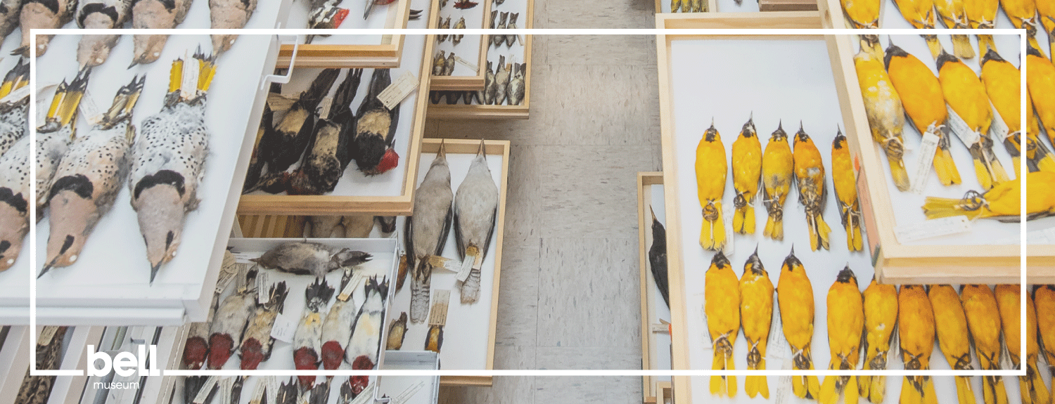 Various drawers of bird specimens.