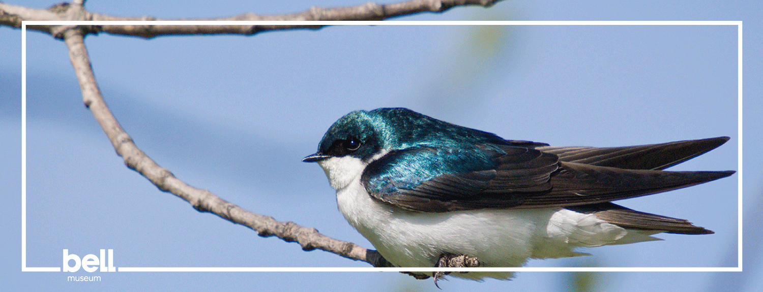 Bright blue tree swallow.