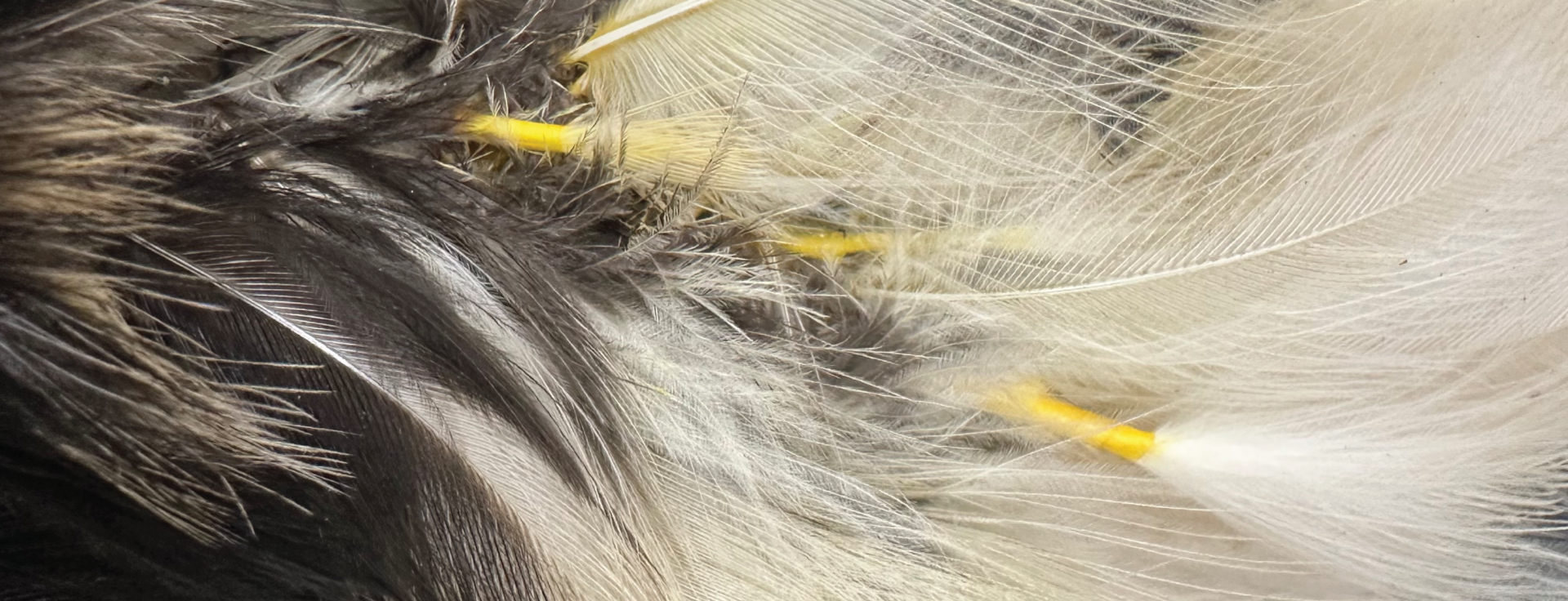 Close up of a Hornbill feather