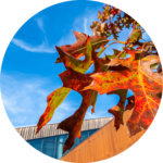 A close up of red leaves with the Bell Museum in the background.