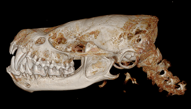 CT Scan of skull on black background