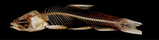 Fish Skeleton on black background.