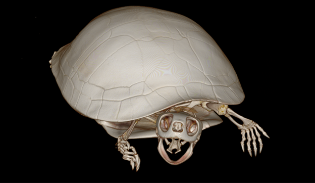 CT Scan of turtle skeleton on black background.