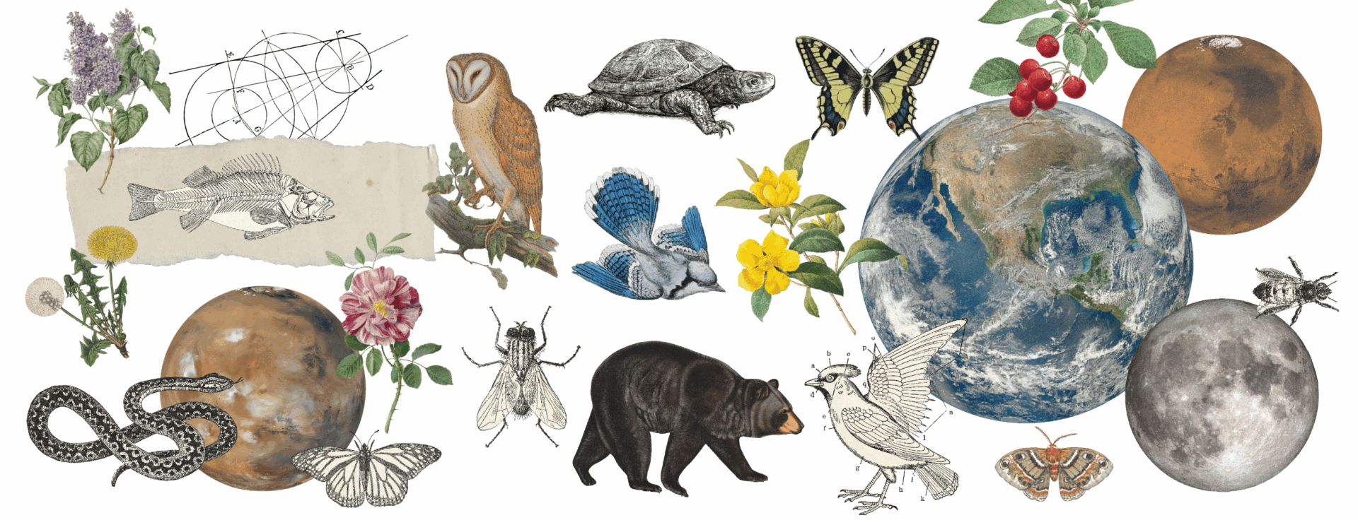 A collage of animals, plants, and plants.