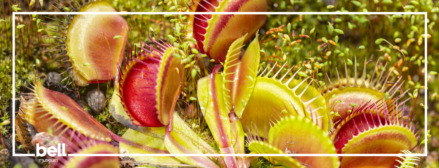 Venus fly trap